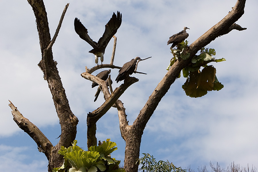 92   Vultures   Southwest Ethiopia